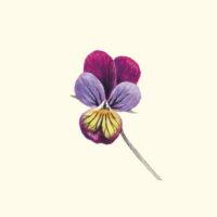 Upon delivery, the passe-partouts contain three-coloured pansy, a symbol of remembrance: 'You are in my thought.